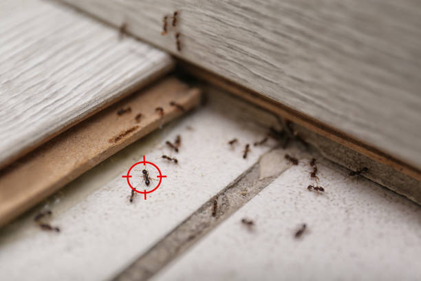 Wasp Removal Services in Helmetta, NJ